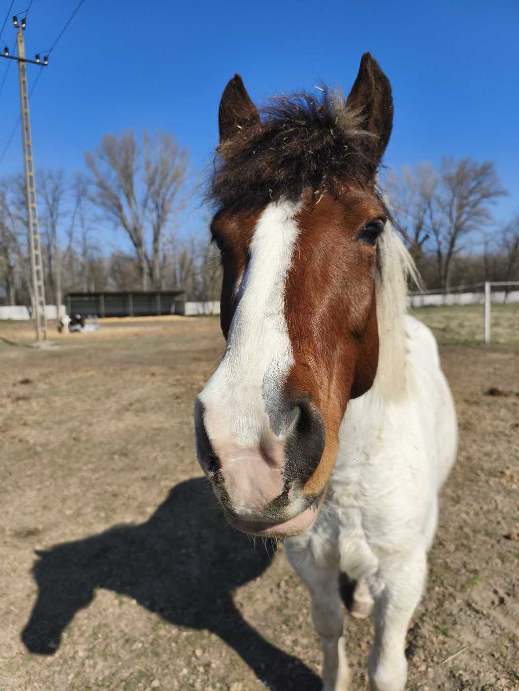 Megérkezett a tavasz a Lovasterápiás Központba